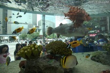 ソニービルに恒例の「沖縄美ら海水族館」……水槽電力を自家発電で 画像