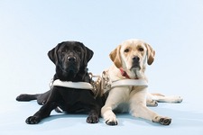 わんこ育成シミュレーション『てのひらワンコ』の支援アイテム購入で盲導犬の育成支援が可能に 画像