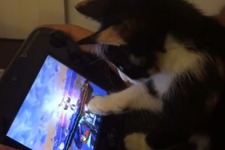『スマブラ for Wii U』に興味津々な子猫がキュートすぎる！ 画像