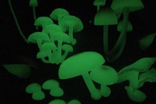 カプセルトイ「光るキノコのマグネット」発売、蓄光素材でリアルに発光 画像