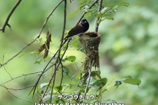 動く野鳥図鑑アプリ『動く 野鳥コレクション』リリース！これで今日から野鳥博士？ 画像