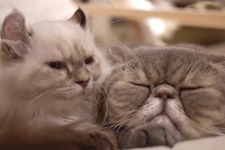 なぜか猫動画が『SAO -ホロウ・リアリゼーション-』公式サイトで公開―この試みは異例ニャ… 画像