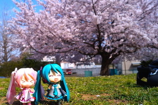 【フィグライフ！】第3回：近所の公園で桜が満開と聞いてミクさんとお散歩してきた 画像