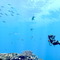 潜る度に違う表情を見せるベールド海…『フォーエバーブルー ルミナス』で海洋生物と触れ合って、一期一会のダイバーと泳ぐ【プレイレポ】 画像