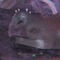 『モンハン：ワールド』モンスターの寝顔・第2弾―ジャグラスからランゴスタまで小型をピックアップ 画像