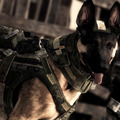 海外ではCoDDOGとして人気沸騰中の軍用犬
