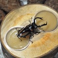 【レポート】【レポート】新作『新甲虫王者ムシキング』PRイベント…夏はスカイツリーで「大昆虫展」