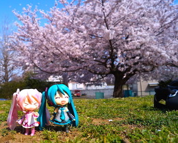 【フィグライフ！】第3回：近所の公園で桜が満開と聞いてミクさんとお散歩してきた