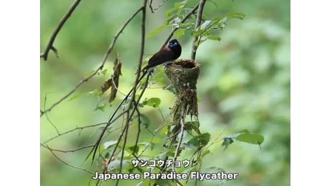 動く野鳥図鑑アプリ『動く 野鳥コレクション』リリース！これで今日から野鳥博士？