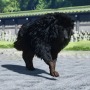 あなたは何種見つけた？―あつまれ 対馬の森『Ghost of Tsushima』の生き物図鑑