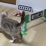 【吉田輝和の絵日記】猫ちゃんの様子も見守れる！現実とゲームが融合した『マリオカート ライブ ホームサーキット』