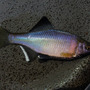 日本が世界に誇る美魚！『あつまれ どうぶつの森』で釣れる「タナゴ」ってどんな魚？【平坂寛の『あつ森』博物誌】