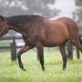 中央で活躍した競走馬にも引退の時はやって来る