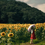 幽香『東方Project』／翠葉木（Twitter：@310re45）、撮影：uhimaru（Twitter：@uhimaru999）／Leica S2(Typ006) + HASSELBLAD F PLANAR 80mm/2.8