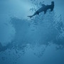 様々な海洋生物となって海の世界を旅する『Whale Fall』第1弾トレイラー公開！イルカやエイ、果てには巨大な鯨まで操作可能