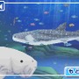 みんなの水族館