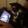 『スマブラ for Wii U』に興味津々な子猫がキュートすぎる！