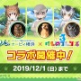 『けものフレンズ３』わくわくどきどき探検レポート #02まとめ！新フレンズ“アルパカ・ワカイヤ”などワクワクする最新情報が盛り沢山