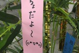 「傷物語」秋葉原で七夕イベント　神谷浩史、坂本真綾、花澤香菜らが願ったこととは？