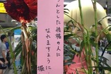 「傷物語」秋葉原で七夕イベント　神谷浩史、坂本真綾、花澤香菜らが願ったこととは？