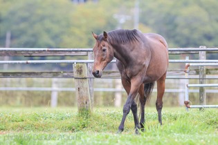 元競走馬「ナイスネイチャ」誕生日記念寄付が今年も幕開け！ 開始から半日経たずに1,000万円越え─『ウマ娘』人気にも言及 画像