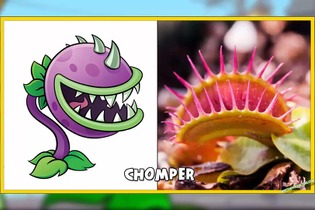 『Plants vs. Zombies』の植物たちをリアルと比較！―これは意外と勉強になる… 画像