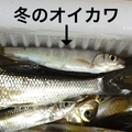 雑魚のくせして超キレイ！『あつまれ どうぶつの森』で釣れるオイカワってどんな魚？【平坂寛の『あつ森』博物誌】