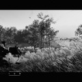 『Ghost of Tsushima』白でもなく黒でもない世界で、サムライは斬る─フォトジェニックな黒澤モードを研究する