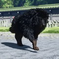 あなたは何種見つけた？―あつまれ 対馬の森『Ghost of Tsushima』の生き物図鑑