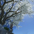 対馬で見た花の名前をあなたは知っていますか？『Ghost of Tsushima』の美しい花々を観察！