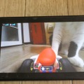 『マリオカート ライブ ホームサーキット』で飼い猫を眺めてみた！ 低視点がこれまでにない新鮮さを生み、猫はいつも通り気まぐれ・・・