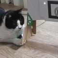 『マリオカート ライブ ホームサーキット』で飼い猫を眺めてみた！ 低視点がこれまでにない新鮮さを生み、猫はいつも通り気まぐれ・・・