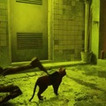 猫ゲー『Stray』は、どこまで「猫の魅力」に溢れているのか？ 猫飼いも納得の豊富なアクション＆猫あるあるを見よ！