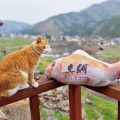 釣った魚がリアルなクッションに！魚拓のような「ぎょたクッション」が本物そっくりでヤバい