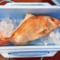 釣った魚がリアルなクッションに！魚拓のような「ぎょたクッション」が本物そっくりでヤバい