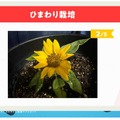 「夏休み The k4sen」結果発表！赤見かるびが意外な才能を見せ2冠、ひまわり栽培を頑張ったなぎさっちには「本間ひまわり直筆サイン」も