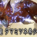 『モンハンワイルズ』に追加される「タマミツネ」ってどんなヤツ？『ライズ』から続投の愛されモンスター、SNSでは「四天王」や「海竜」の復活を望む声も