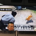 犬や猫を飼うこともできる