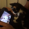 『スマブラ for Wii U』に興味津々な子猫がキュートすぎる！