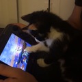 『スマブラ for Wii U』に興味津々な子猫がキュートすぎる！