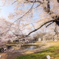 桜の美しい風景を楽しめる「SAKURA TRIP」