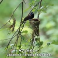 動く野鳥図鑑アプリ『動く 野鳥コレクション』リリース！これで今日から野鳥博士？