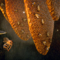PS4/スイッチ『ミツバチ シミュレーター』国内発売日決定！ ミツバチの生態を楽しみながら学ぼう