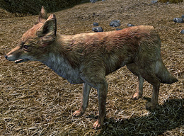『スカイリム』“宝の山に導くキツネ”の都市伝説に元開発者が言及―ランダム性から偶然生まれた美しいデザイン