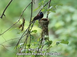 動く野鳥図鑑アプリ『動く 野鳥コレクション』リリース！これで今日から野鳥博士？