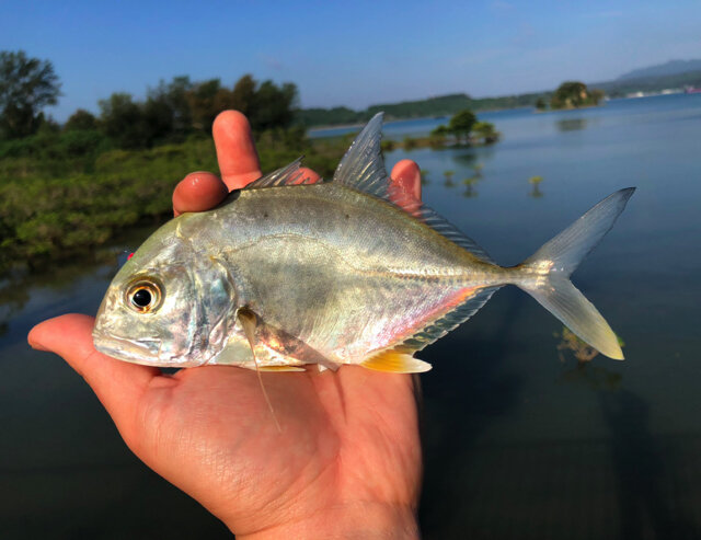 人間サイズの巨大アジ！！『あつまれ どうぶつの森』で釣れるロウニンアジってどんな魚？【平坂寛の『あつ森』博物誌】