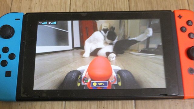 『マリオカート ライブ ホームサーキット』で飼い猫を眺めてみた！ 低視点がこれまでにない新鮮さを生み、猫はいつも通り気まぐれ・・・