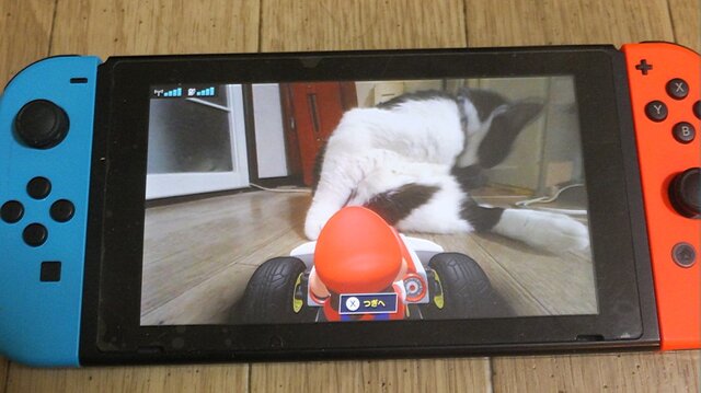 『マリオカート ライブ ホームサーキット』で飼い猫を眺めてみた！ 低視点がこれまでにない新鮮さを生み、猫はいつも通り気まぐれ・・・