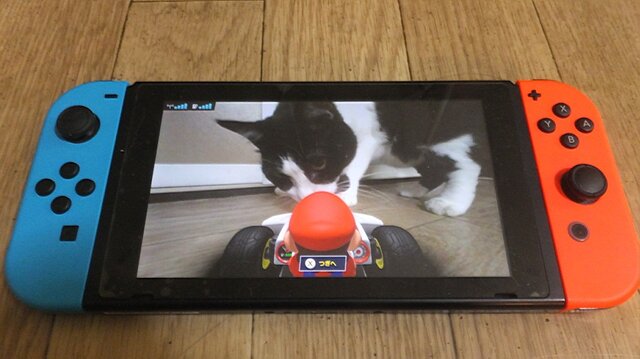 『マリオカート ライブ ホームサーキット』で飼い猫を眺めてみた！ 低視点がこれまでにない新鮮さを生み、猫はいつも通り気まぐれ・・・