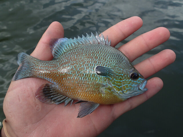 食べるとおいしい？『あつまれ どうぶつの森』で釣れる「ブルーギル」ってどんな魚？【平坂寛の『あつ森』博物誌】